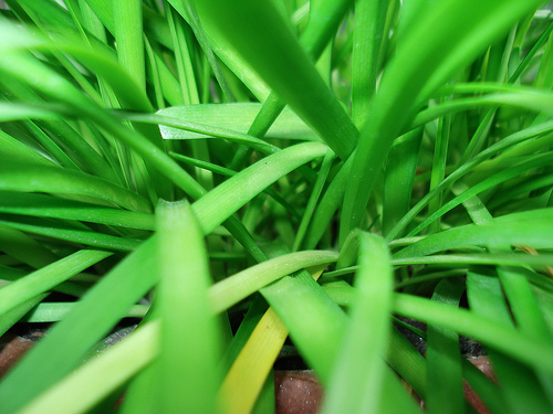 Capim Verde